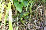 ciudad encantada lezard valdecabras 10