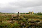 Irland