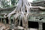 Ta Phrom Angkor