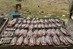 Phumi Chhlong Cambodia 266