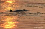 Wasserrinne Irrawady Mekong Kratie