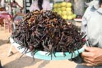 Wollen Sie Spinnen essen - Skun