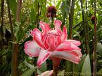 Martinique Rose de Porcelaine 74