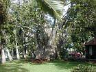 Pamplemousse jardin 016