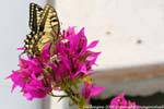 monteleone rocca doria bougainvilliers et machaon 29