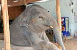 Phuket Thailand Elephant in Patong 68