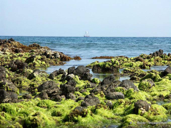Algen und Boot vor Playa Monsul, Cabo de Gata - Spanien, Andalusien
