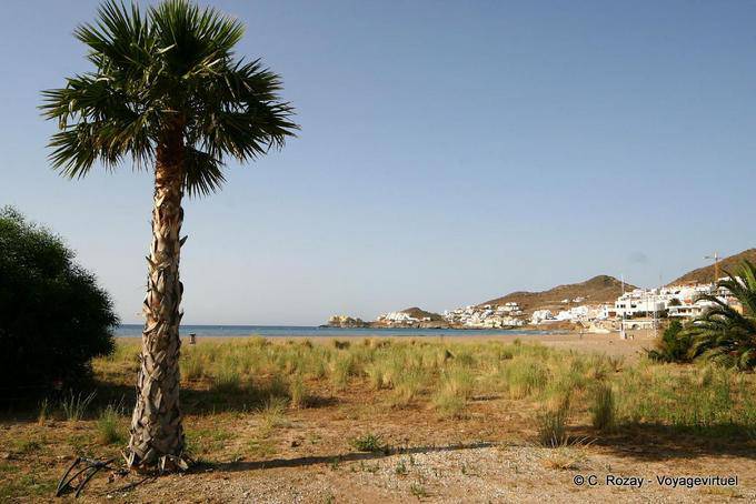Palm San Jose Cabo de Gata - Spanien