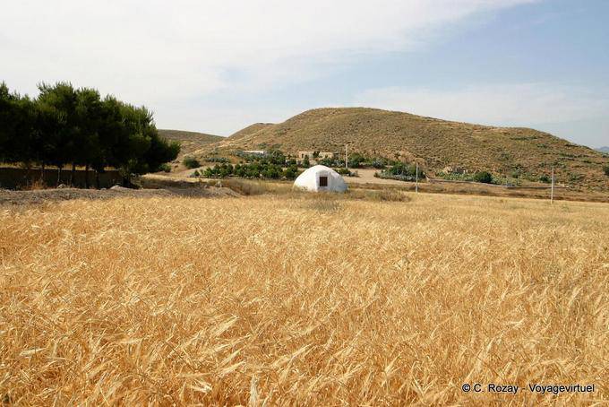 Weizenfeld, Cabo de Gata - Spanien, Andalusien