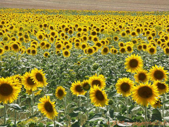 Sonnenblumen - Spanien