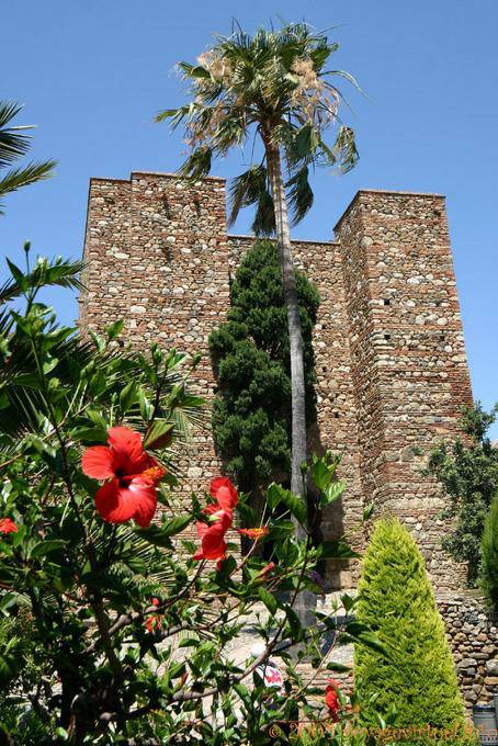 Palme vor einem Turm der Alcazaba, Malaga - Spanien, Andalusien
