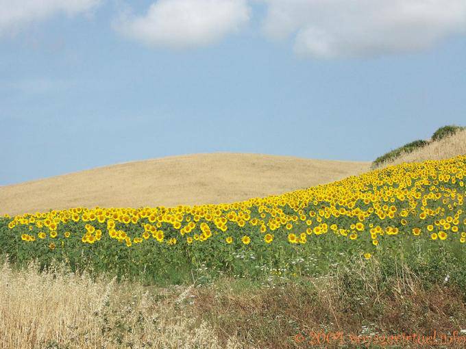 Feld von Sonnenblumen, Vejer de la Frontera - Spanien