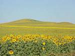Sonnenblumen, Carmona, Spanien.
