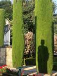 Königliche Schatten auf Formschnitt, Alcazar Cordoba, Spanien.