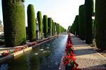 Topiary Ausrichtung, Alcazar Cordoba, Spanien.