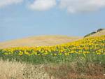 Feld von Sonnenblumen, Vejer de la Frontera, Spanien.