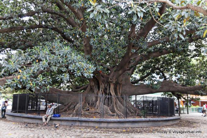 Plaza San Martin von Tours, Buenos Aires - Argentinien
