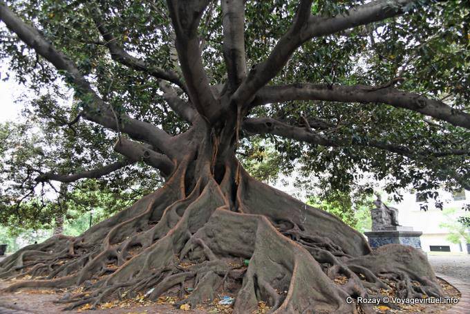 Plaza San Martin von Tours, dem riesigen Baum, Buenos Aires - Argentinien