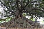 Plaza San Martin von Tours, dem riesigen Baum, Buenos Aires, Argentinien.