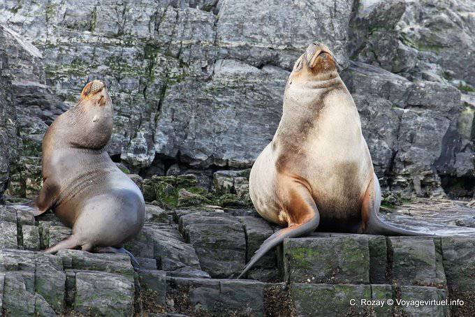 Marine Lions (Otaria flavescens), Ushuaia - Argentinien