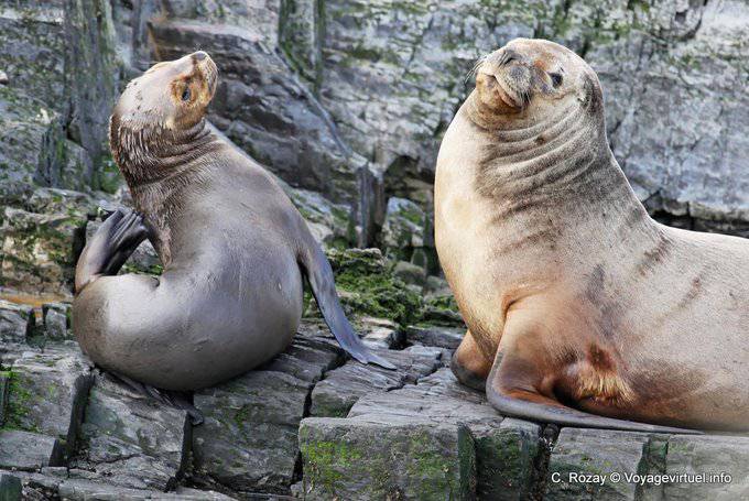 Seelöwen in Patagonien, Ushuaia - Argentinien