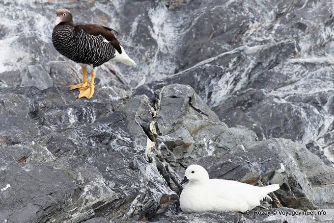 Paar Meeresgänse (Chloephaga hybrida), Ushuaia - Argentinien