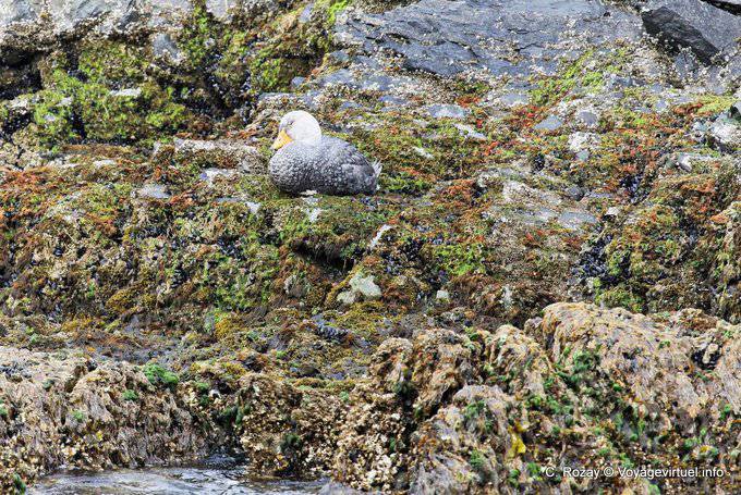 Langflügel-Dampfschiffente (Tachyeres patachonicus), Ushuaia - Argentinien