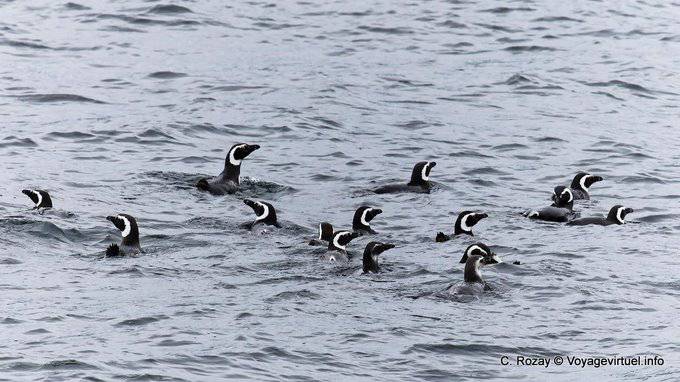 Magellan-Pinguin Schwimmen in (Spheniscus magellanicus), Ushuaia - Argentinien