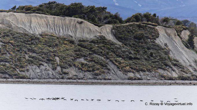 Kormorane fliegen an einer Klippe, Ushuaia - Argentinien