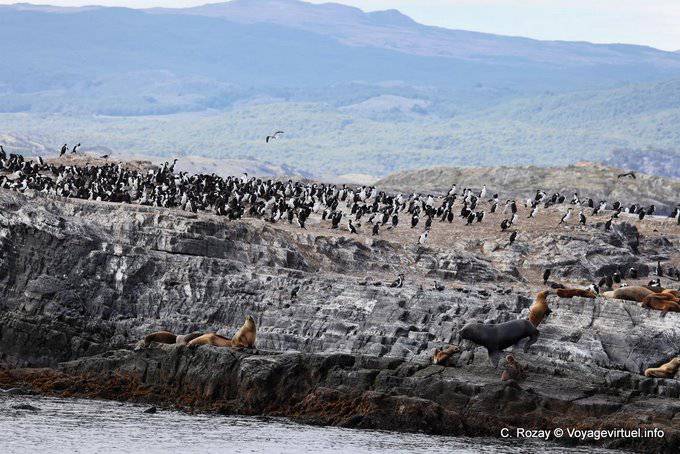 Insel durch Kormorane und Seelöwen, Beagle, Ushuaia bewohnt - Argentinien