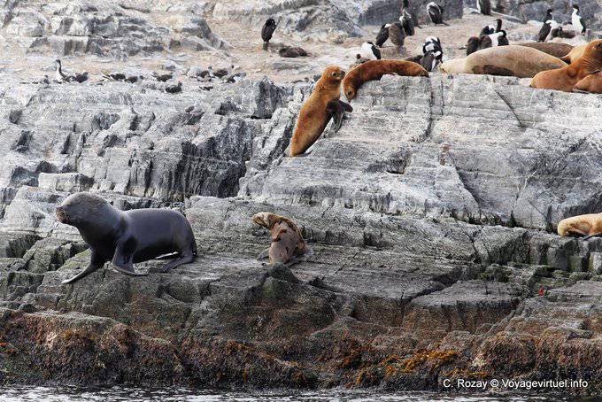 Mähnenlöwen, Beagle-Kanal, Ushuaia - Argentinien