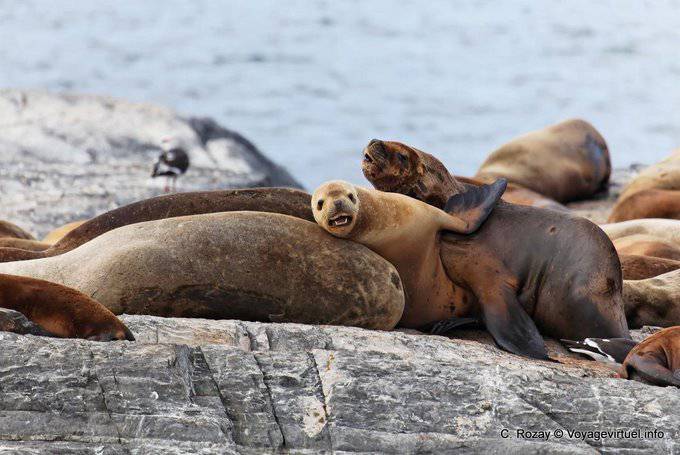 Schätzchenlöwe marine, Ushuaia - Argentinien
