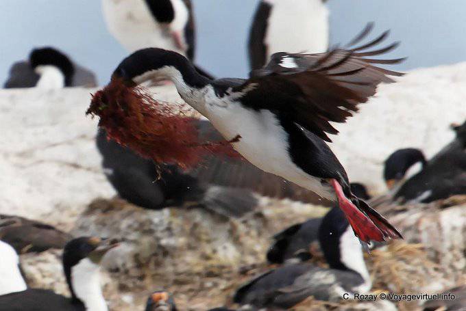 Flight of the White-breasted Kormoran, Ushuaia, Beagle-Kanal - Argentinien