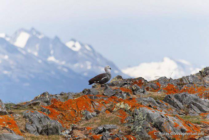 Ushuaia, Magellangans, Beagle-Kanal - Argentinien