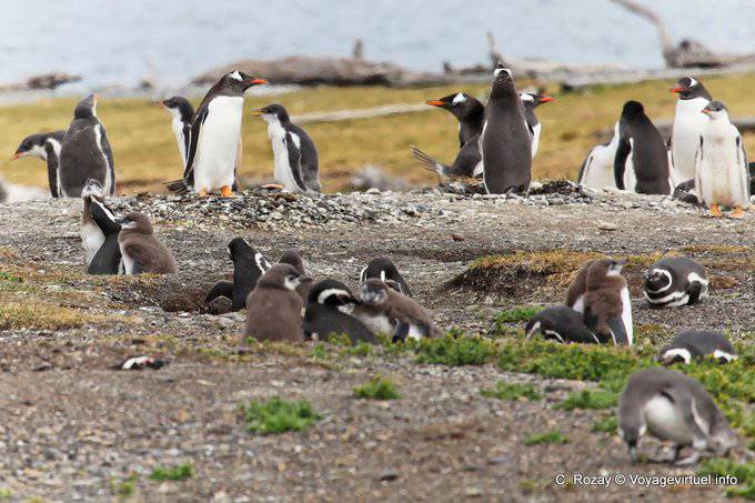 Pinguin-Familie in ihrem Nest, Beagle-Kanal, Ushuaia - Argentinien