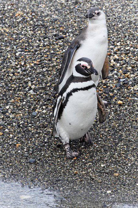 Zwei Magellan-Pinguine, Beagle-Kanal, Ushuaia - Argentinien