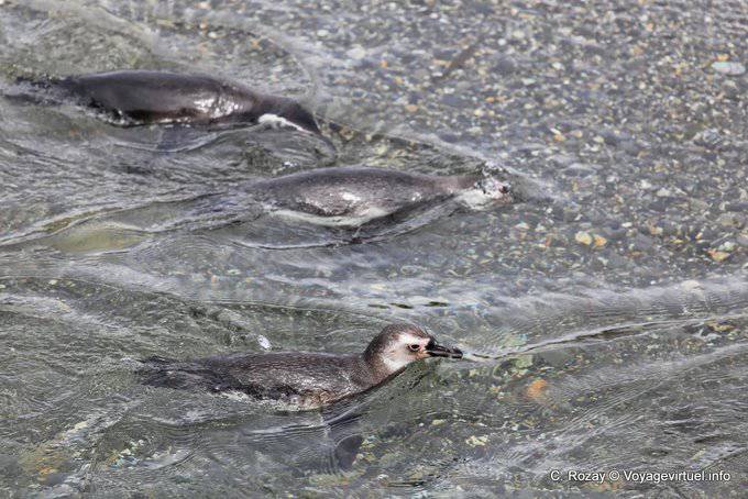 Schwimmen Pinguine, Pinguine, Beagle-Kanal, Ushuaia - Argentinien