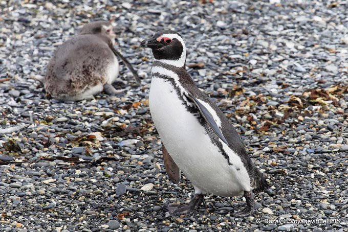 Watscheln Pinguine, Beagle-Kanal, Ushuaia - Argentinien