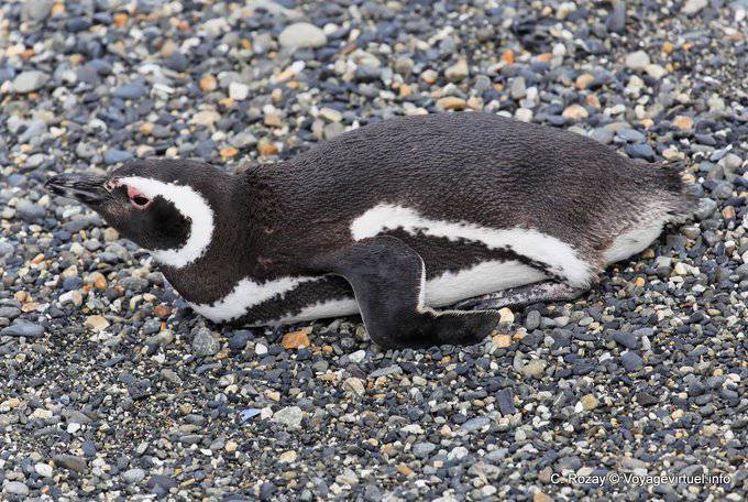 Penguins in Ruhe, Beagle-Kanal, Ushuaia - Argentinien