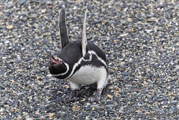 Penguin Wut, Beagle-Kanal, Ushuaia - Argentinien