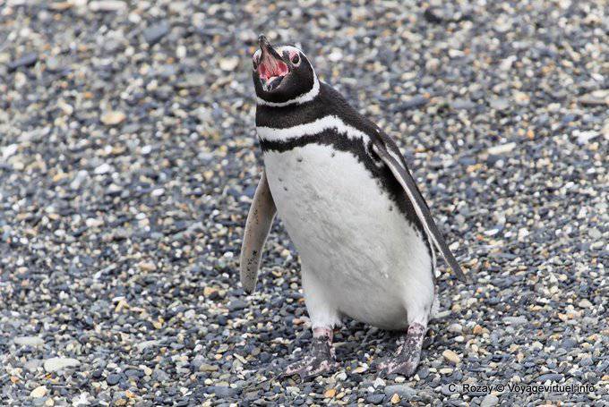 Bec offenen Pinguin, Beagle-Kanal, Ushuaia - Argentinien
