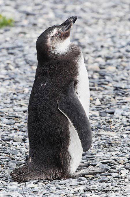 Dodo Kopf hoch, pinguin, Beagle-Kanal, Ushuaia - Argentinien