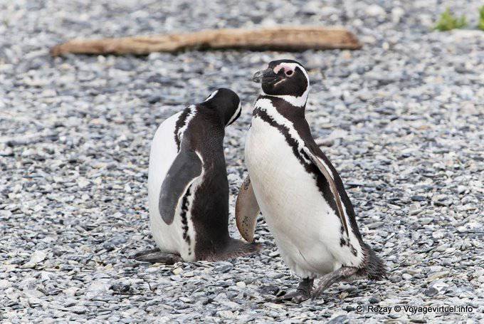 Magellan Pinguine gehen, Beagle-Kanal, Ushuaia - Argentinien