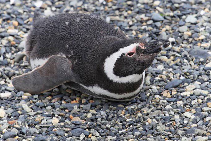 Pinguine auf den Magen, Beagle-Kanal, Ushuaia - Argentinien