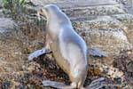 Lobo Marino, Ushuaia, Argentinien.