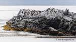 Isle of Kormorane, Ushuaia, Beagle-Kanal, Argentinien.