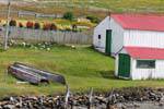 Alte Boote und Lupinen, Estancia Harberton, Ushuaia, Argentinien.