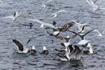 Herde von hungrigen Vögel auf Sardinenschwarm, Beagle-Kanal, Argentinien.