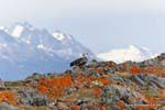 Ushuaia, Magellangans, Beagle-Kanal, Argentinien.