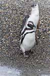 Zwei Magellan-Pinguine, Beagle-Kanal, Ushuaia, Argentinien.